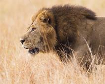 Afrikansk Løve, Lion (Panthera leo), Løve, Queen Elizabeth NP : Afrikansk Løve, Lion (Panthera leo), Løve, Queen Elizabeth NP