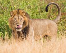 Afrikansk Løve   Afrikansk Løve, Lion (Panthera leo), Løve, Queen Elizabeth NP : Afrikansk Løve, Lion (Panthera leo), Løve, Queen Elizabeth NP