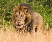 Afrikansk Løve, Lion (Panthera leo), Løve, Queen Elizabeth NP : Afrikansk Løve, Lion (Panthera leo), Løve, Queen Elizabeth NP