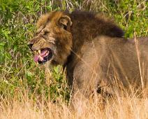Afrikansk Løve, Lion (Panthera leo), Løve, Queen Elizabeth NP : Afrikansk Løve, Lion (Panthera leo), Løve, Queen Elizabeth NP