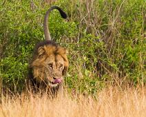 Afrikansk Løve, Lion (Panthera leo), Løve, Queen Elizabeth NP : Afrikansk Løve, Lion (Panthera leo), Løve, Queen Elizabeth NP