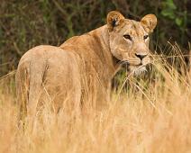 Afrikansk Løve, Lion (Panthera leo), Løve, Queen Elizabeth NP : Afrikansk Løve, Lion (Panthera leo), Løve, Queen Elizabeth NP