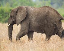 African bushelephant (Loxodonta africana knochenhaueri), Afrikansk savanneelefant, Pattedyr, Queen Elizabeth NP : African bushelephant (Loxodonta africana knochenhaueri), Afrikansk savanneelefant, Pattedyr, Queen Elizabeth NP