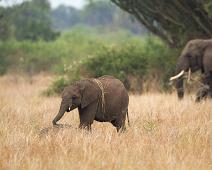African bushelephant (Loxodonta africana knochenhaueri), Afrikansk savanneelefant, Pattedyr, Queen Elizabeth NP : African bushelephant (Loxodonta africana knochenhaueri), Afrikansk savanneelefant, Pattedyr, Queen Elizabeth NP