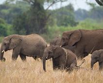 Afrikakansk Savanneelefant flokk   African bushelephant (Loxodonta africana knochenhaueri), Afrikansk savanneelefant, Pattedyr, Queen Elizabeth NP : African bushelephant (Loxodonta africana knochenhaueri), Afrikansk savanneelefant, Pattedyr, Queen Elizabeth NP