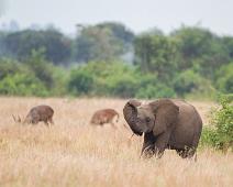 African bushelephant (Loxodonta africana knochenhaueri), Afrikansk savanneelefant, Pattedyr, Queen Elizabeth NP : African bushelephant (Loxodonta africana knochenhaueri), Afrikansk savanneelefant, Pattedyr, Queen Elizabeth NP