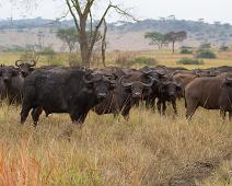 Afrikansk bøffel flokk   African buffalo (Syncerus caffer), Afrikansk bøffel, Queen Elizabeth NP : African buffalo (Syncerus caffer), Afrikansk bøffel, Queen Elizabeth NP