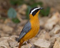 Hvitbryntrosteskvett   Cossypha heuglini, Hvitbryntrosteskvett, Queen Elizabeth NP, White-browed Robin-Chat : Cossypha heuglini, Hvitbryntrosteskvett, Queen Elizabeth NP, White-browed Robin-Chat