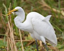 Egretthegre med fisk   Ardea alba, Egretthegre, Great Egret, Queen Elizabeth NP : Ardea alba, Egretthegre, Great Egret, Queen Elizabeth NP