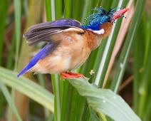 Alcedo cristata, Malachite Kingfisher, Queen Elizabeth NP, Tiaraisfugl : Alcedo cristata, Malachite Kingfisher, Queen Elizabeth NP, Tiaraisfugl