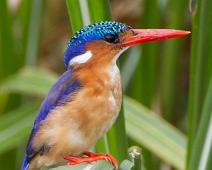 Tiaraisfugl   Alcedo cristata, Malachite Kingfisher, Queen Elizabeth NP, Tiaraisfugl : Alcedo cristata, Malachite Kingfisher, Queen Elizabeth NP, Tiaraisfugl