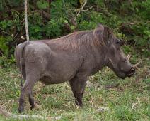 Vortesvin   Pattedyr, Queen Elizabeth NP, Vortesvin, Warthog (Phacochoerus africanus) : Pattedyr, Queen Elizabeth NP, Vortesvin, Warthog (Phacochoerus africanus)