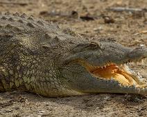 Nilkrokodille   Krypdyr, Nile Crocodile (Crocodylus niloticus), Nilkrokodille, Queen Elizabeth NP : Krypdyr, Nile Crocodile (Crocodylus niloticus), Nilkrokodille, Queen Elizabeth NP