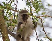 Queen Elizabeth NP, Vervet monkey : Queen Elizabeth NP, Vervet monkey