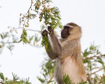 Queen Elizabeth NP, Vervet monkey : Queen Elizabeth NP, Vervet monkey