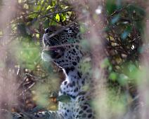 Leopard   Kattedyr, Leopard, Leopard (Panthera pardus), Pattedyr, Queen Elizabeth NP : Kattedyr, Leopard, Leopard (Panthera pardus), Pattedyr, Queen Elizabeth NP