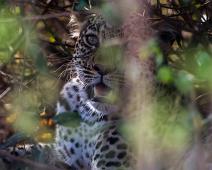 Kattedyr, Leopard, Leopard (Panthera pardus), Pattedyr, Queen Elizabeth NP : Kattedyr, Leopard, Leopard (Panthera pardus), Pattedyr, Queen Elizabeth NP