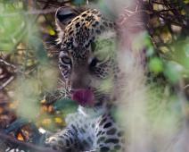 Leopard   Kattedyr, Leopard, Leopard (Panthera pardus), Pattedyr, Queen Elizabeth NP : Kattedyr, Leopard, Leopard (Panthera pardus), Pattedyr, Queen Elizabeth NP