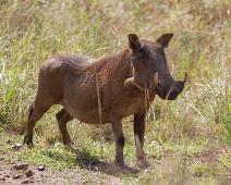 Lake Mburo NP, Pattedyr, Vortesvin, Warthog (Phacochoerus africanus) : Lake Mburo NP, Pattedyr, Vortesvin, Warthog (Phacochoerus africanus)