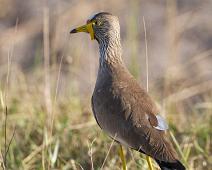 Lake Mburo NP, Vanellus senegallus, Wattled Lapwing : Lake Mburo NP, Vanellus senegallus, Wattled Lapwing