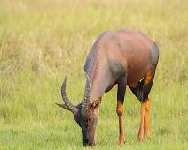 Topi   Lake Mburo NP, Topi : Lake Mburo NP, Topi