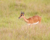 Lake Mburo NP, Oribi : Lake Mburo NP, Oribi
