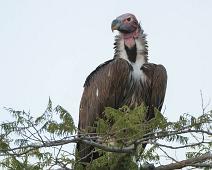 Lake Mburo NP, Lappet-faced Vulture, Torgos tracheliotus : Lake Mburo NP, Lappet-faced Vulture, Torgos tracheliotus