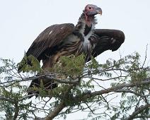Lake Mburo NP, Lappet-faced Vulture, Torgos tracheliotus : Lake Mburo NP, Lappet-faced Vulture, Torgos tracheliotus
