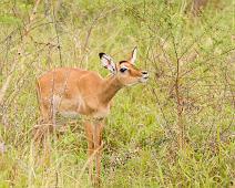 Ugandakob unge   Lake Mburo NP, Ugandan kob : Lake Mburo NP, Ugandan kob