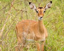 Lake Mburo NP, Ugandan kob : Lake Mburo NP, Ugandan kob