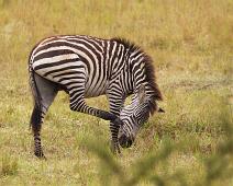 Equus quagga boehmi, Grantsebra, Lake Mburo NP : Equus quagga boehmi, Grantsebra, Lake Mburo NP