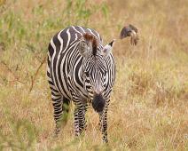 Equus quagga boehmi, Grantsebra, Lake Mburo NP : Equus quagga boehmi, Grantsebra, Lake Mburo NP