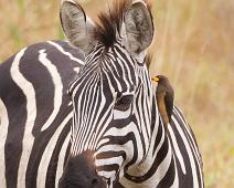 Buphagus africanus, Equus quagga boehmi, Grantsebra, Lake Mburo NP, Yellow-billed Oxpecker : Buphagus africanus, Equus quagga boehmi, Grantsebra, Lake Mburo NP, Yellow-billed Oxpecker