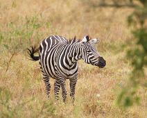 Equus quagga boehmi, Grantsebra, Lake Mburo NP : Equus quagga boehmi, Grantsebra, Lake Mburo NP