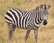 Equus quagga boehmi, Grantsebra, Lake Mburo NP : Equus quagga boehmi, Grantsebra, Lake Mburo NP