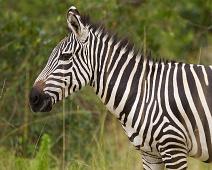 Equus quagga boehmi, Grantsebra, Lake Mburo NP : Equus quagga boehmi, Grantsebra, Lake Mburo NP