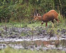 Skriftantilope   Lake Mburo NP, Skriftantilope, Tragelaphus scriptus : Lake Mburo NP, Skriftantilope, Tragelaphus scriptus