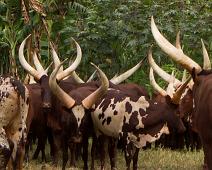 Ankole kyr, Uganda : Ankole kyr, Uganda