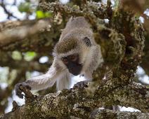 Lake Mburo NP, Vervet monkey : Lake Mburo NP, Vervet monkey