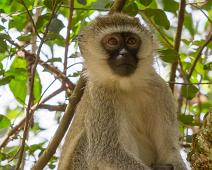 Lake Mburo NP, Vervet monkey : Lake Mburo NP, Vervet monkey