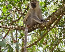 Lake Mburo NP, Vervet monkey : Lake Mburo NP, Vervet monkey