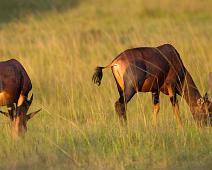 Lake Mburo NP, Topi : Lake Mburo NP, Topi