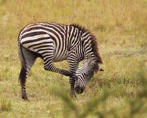 Equus quagga boehmi, Grantsebra, Lake Mburo NP : Equus quagga boehmi, Grantsebra, Lake Mburo NP