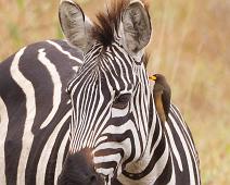 Buphagus africanus, Equus quagga boehmi, Grantsebra, Gulnebboksehakker, Lake Mburo NP, Yellow-billed Oxpecker : Buphagus africanus, Equus quagga boehmi, Grantsebra, Gulnebboksehakker, Lake Mburo NP, Yellow-billed Oxpecker