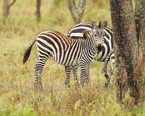 Equus quagga boehmi, Grantsebra, Lake Mburo NP : Equus quagga boehmi, Grantsebra, Lake Mburo NP