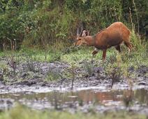 Skriftantilope   Lake Mburo NP, Skriftantilope, Tragelaphus scriptus : Lake Mburo NP, Skriftantilope, Tragelaphus scriptus