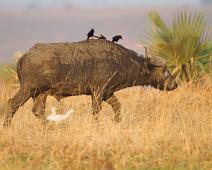 Afrikansk Bøffel med Svartskjære   African buffalo (Syncerus caffer), Afrikansk bøffel, Bubulcus ibis, Cattle Egret, Kuhegre, Murchinson Falls NP, Piapiac, Ptilostomus afer, Svartskjære : African buffalo (Syncerus caffer), Afrikansk bøffel, Bubulcus ibis, Cattle Egret, Kuhegre, Murchinson Falls NP, Piapiac, Ptilostomus afer, Svartskjære