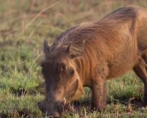 Vortesvin   Murchinson Falls NP, Pattedyr, Vortesvin, Warthog (Phacochoerus africanus) : Murchinson Falls NP, Pattedyr, Vortesvin, Warthog (Phacochoerus africanus)