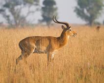 Ugandakob   Murchinson Falls NP, Ugandan kob : Murchinson Falls NP, Ugandan kob