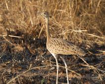 Svartbuktrappe   Black-bellied Bustard, Lissotis melanogaster, Murchinson Falls NP, Svartbuktrappe : Black-bellied Bustard, Lissotis melanogaster, Murchinson Falls NP, Svartbuktrappe
